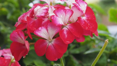 Close-up-of-pelargonium-flowers-with-water-droplets-on-petals-and-blossom