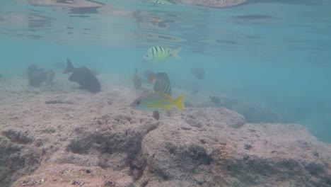 A-tropical-coral-reef-teeming-with-colorful-fish-at-Hanauma-Bay-State-Park---Oahu's-top-snorkeling-destination-and-tourist-attraction