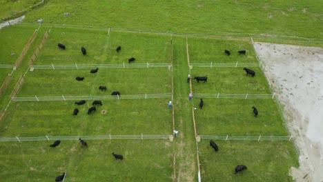 Static-aerial-shot-of-people-look-at-black-angus-cattle-before-an-auction-[4k