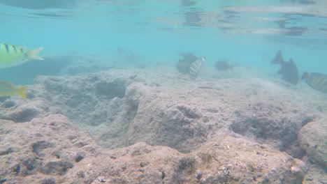 Ein-Tropisches-Korallenriff-Voller-Bunter-Fische-Im-Hanauma-Bay-State-Park---Oahus-Bestes-Schnorchelziel-Und-Touristenattraktion