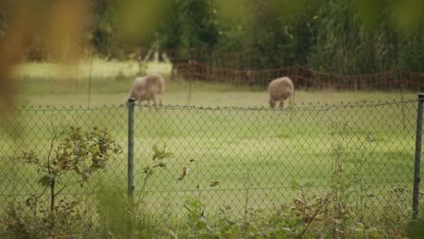 Two-sheep-are-grazing-in-the-garden