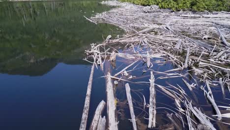 Floating-dead-wood-gathers-near-shore