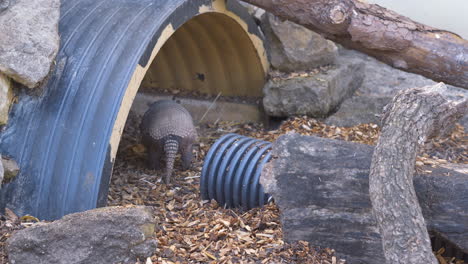 Armadillo-roams-around-in-it's-enclosure-at-a-wildlife-park-foraging-for-it's-food