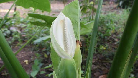 Flor-Blanca-De-Planta-De-Taro-U-Orejas-De-Elefante-O-Colocasia-Esculenta-En-Sri-Lanka