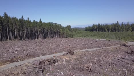 Boundary-between-newer-and-older-clearcut-sites