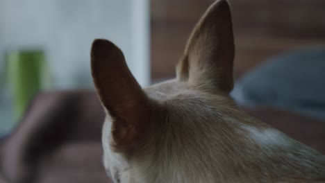 Ein-Müder-Chihuahua-Liegt-Im-Bett