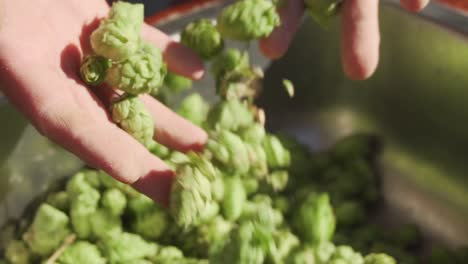 Patagonian-Beer-Harvest