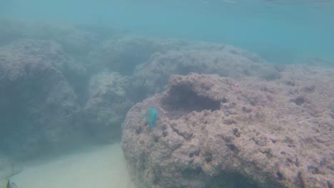 Camera-focusing-in-on-a-bright-aquamarine-parrotfish-swimming-around-the-coral-reefs-of-Hanauma-Bay,-in-Oahu