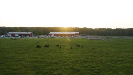 Aerial-shot-of-black-angus-cattle-grazing-open-land-before-sunset-on-farm-[4k