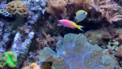 Ein-Farbenfrohes-Tropisches-Fischaquarium-Voller-Leben-Und-Bewegung