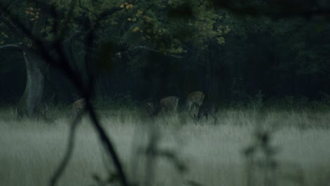 Some-fallow-deer-eating-in-the-british-military-training-area-Senne-in-Paderborn,-Germany
