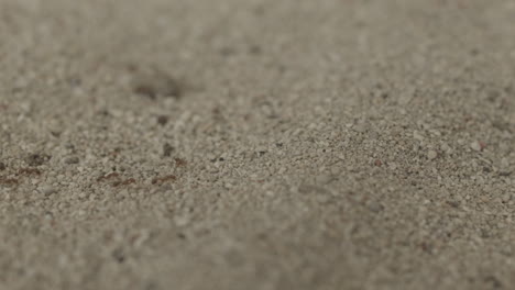 Nahaufnahme-Von-Ameisen,-Die-Im-Sand-Laufen