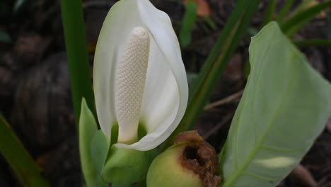 Flor-Blanca-De-Planta-De-Taro-U-Orejas-De-Elefante-O-Colocasia-Esculenta-En-Sri-Lanka