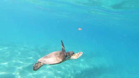 Extreme-Zeitlupenaufnahme-Einer-Hawaiianischen-Meeresschildkröte,-Die-Anmutig-In-Wunderschön-Klarem-Wasser-Vor-Einem-Hawaiianischen-Strand-Schwimmt