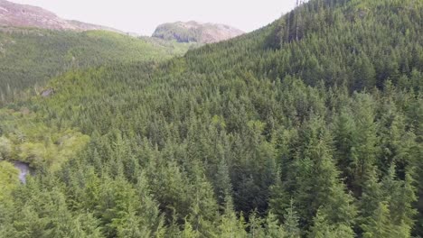 A-dense-second-growth-forest-in-a-very-rugged-valley