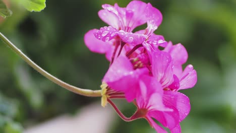 Close-up-of-pelargonium-flowers-with-water-droplets-on-petals-and-blossom