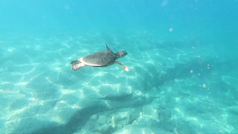 Extreme-Slow-Motion-shot-of-a-Hawaiian-Sea-turtle-swimming-gracefully-in-beautifully-clear-water-off-of-a-Hawaiian-Beach