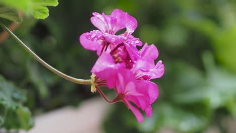 Nahaufnahme-Von-Pelargonium-Blüten-Mit-Wassertröpfchen-Auf-Blütenblättern-Und-Blüten