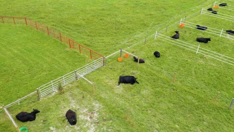 Aerial-circling-shot-of-black-angus-cattle-in-pen-[4k