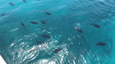 Black-Durgon-Triggerfish-also-known-as-Humuhumu-'Ele'ele,-swimming-by-the-boat-in-Waikiki-Beach,-Hawaii