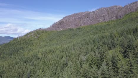 Flight-over-very-dense-second-growth-conifer-forest