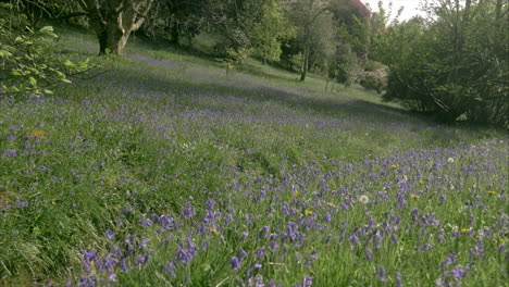 Hundreds-of-beautiful-bluebells-covering-the-sloping-sides-of-the-wooded-valley-at-Glendurgan-gardens,-Cornwall