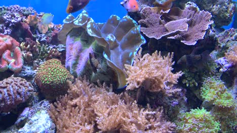 Ein-Helles-Und-Farbenfrohes-Tropisches-Fischaquarium-Voller-Leben-Und-Bewegung