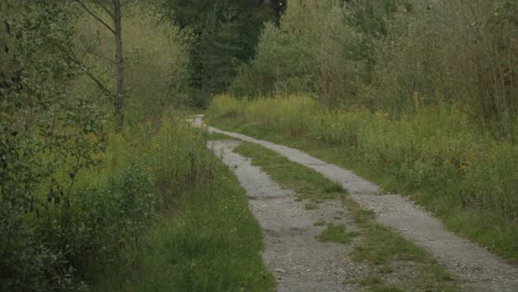Ein-Schotterweg-Führt-In-Den-Wald