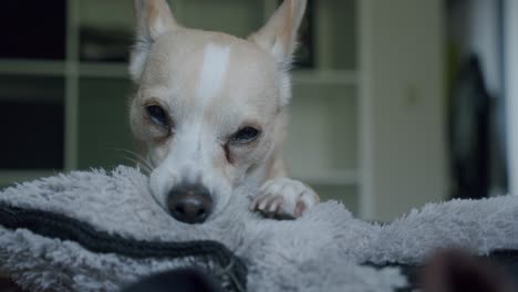 Un-Chihuahua-Cansado-Está-Acostado-En-La-Cama