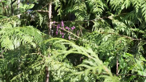 Tiny-purple-flowers-amid-towering-Cedar-trees