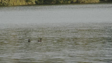 Two-ducks-swimming-in-a-lake
