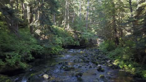 Tiefflug-Flussabwärts-In-Einem-Atemberaubenden-Alten-Wald