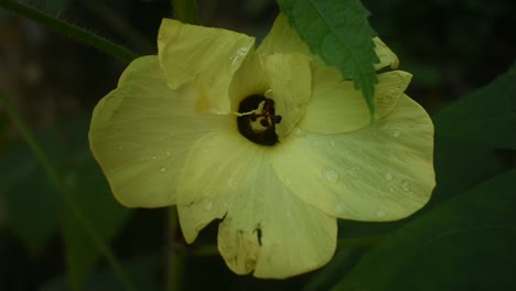 Yellow-flower-of-Abelmoschus-moschatus