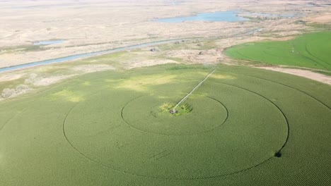 Luftaufnahme-Von-Maisfeldern-Mit-Center-Pivot-Bewässerungssystemen-Im-Columbia-Becken-Im-Osten-Des-Bundesstaates-Washington-Im-Spätsommer