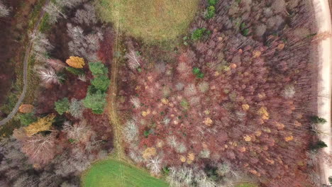 Slow-aerial-FLY-UP-with-top-down-view-of-forest-in-colorful-autumn,-revealing-a-pattern-of-roads-between-them