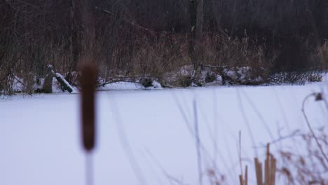 Cattail-Binsenregal-Konzentrieren-Sich-Auf-Den-Kanadischen-Wintertag