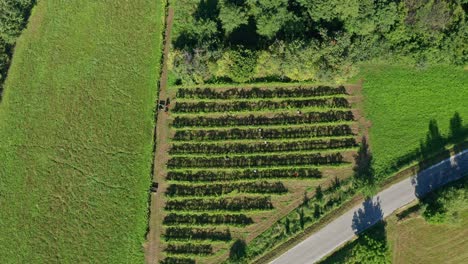 Harvesting-grapevine-in-vineyard,-aerial-view-of-winery-estate-in-Europe,-workers-pick-grapes,-aerial-view