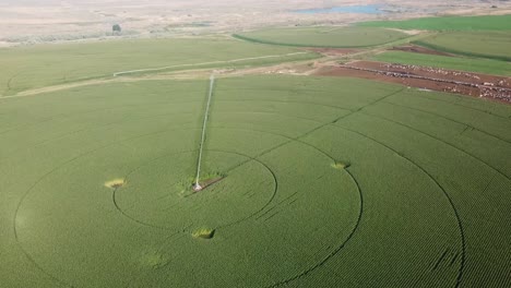 Fascinating-panoramic-view-of-a-corn-field-with-center-pivot-irrigation-system-alongside-a-large-dairy-operation-in-the-Columbia-basin-of-eastern-Washington-State-in-late-summer