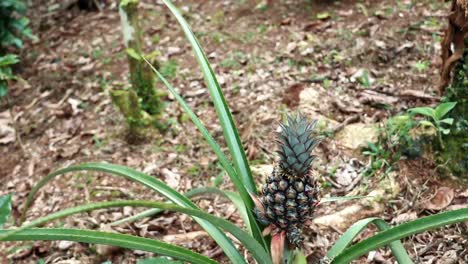 Small-pineapple-growing-between-the-sharp,-prickly-leaves-of-the-plant