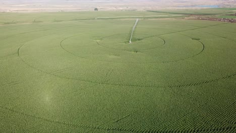 Slow-flyover,-aerial-view-of-corn-fields-with-a-center-pivot-irrigation-system-in-the-Columbia-basin-of-eastern-Washington-State-in-late-summer