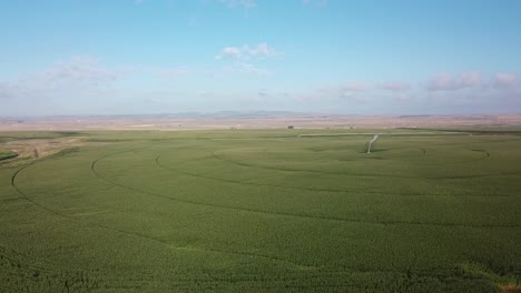 Stunning-panoramic,-aerial-view-of-a-corn-field-with-a-center-pivot-irrigation-system-in-the-Columbia-basin-of-eastern-Washington-State-in-late-summer