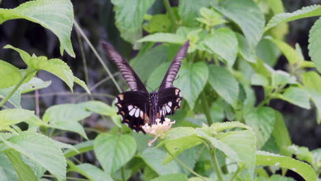 Eine-Zeitlupenansicht-Eines-Schmetterlings