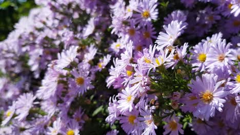 Polinización-De-Flores-Violetas-Aster