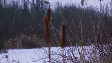 Totora-Junco-Rack-Centrarse-En-Canadá-Día-De-Invierno