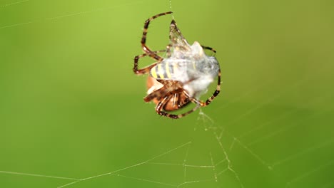 Eine-Große-Kreuzspinne-Hat-In-Ihrem-Spinnennetz-Eine-Wespe-Als-Beute-Gefangen-Und-Spinnt-Sie-Nun-Ein