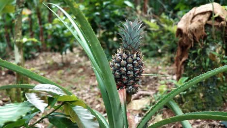 Eine-Kleine-Junge-Ananas,-Die-Zwischen-Kaffeepflanzen-Hoch-Oben-Auf-Einem-Berg-In-Der-Dominikanischen-Republik-Wächst
