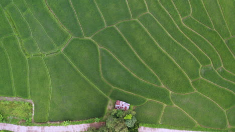 Aerial-of-Rice-Terrace-Farm-Plantation-with-small-farm-house