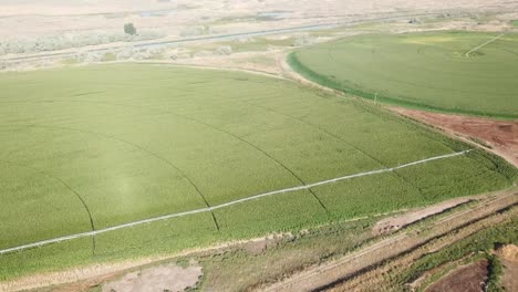 Friedliche-Luftaufnahme-Von-Maisfeldern-Mit-Zentrierten-Bewässerungssystemen-Im-Columbia-becken-Im-Osten-Des-Staates-Washington-Im-Spätsommer
