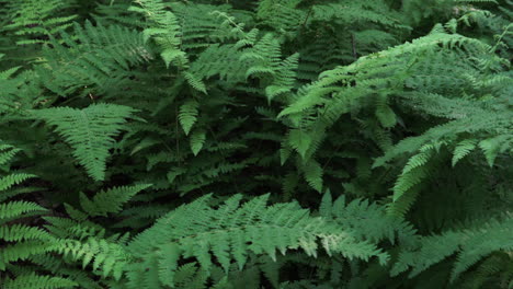 Some-green-ferns-in-the-forest