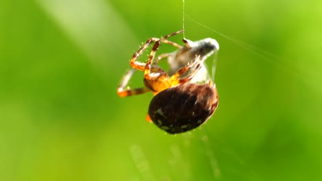 a-big-cross-spider-has-caught-a-wasp-as-prey-in-its-spider-web-and-is-now-spinning-it-in